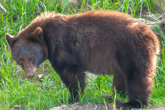Inquisitive black bear ecounter during a hike in the Blackcomb area of  Whistler, British Columbia, Canada