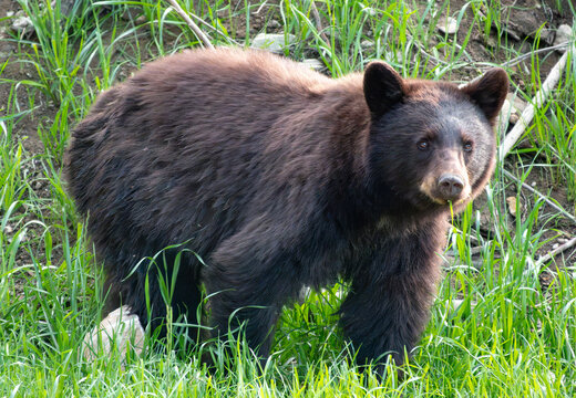 Very close encounter with a curious black bear in the blackcomb area of Whistler, British Columbia, Canada