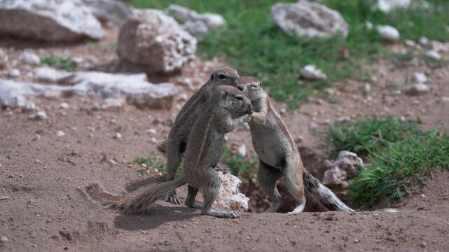 ナミビアのサバンナで戯れるジリス（ケープジリス）の群れ、巣穴の前で取っ組み合う野生動物（Ground Squirrels Playing in Namibia Savanna）