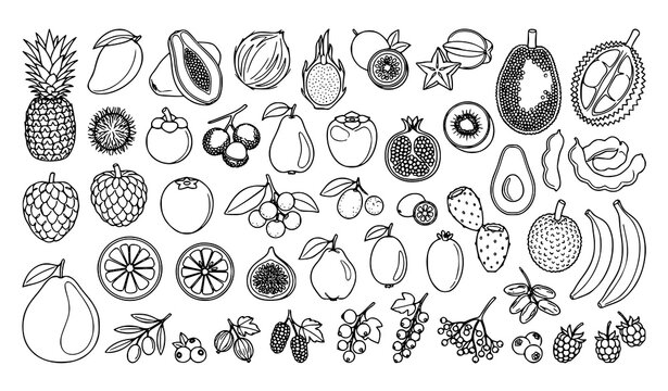 Exotic Tropical Fruits Single Line Art Vector Bundle