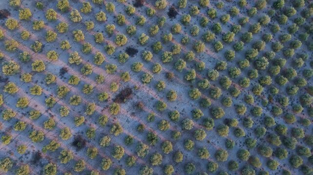 Olive trees in staggered rows make a dense geometric pattern on pale dry soil, dirt tracks and irrigation pipe cutting diagonally across the grove. Aerial top down spin.
