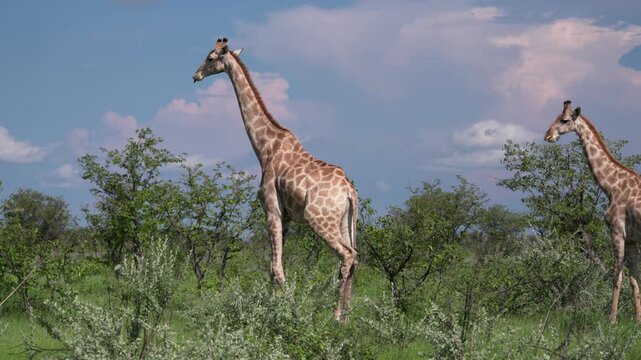 ナミビアのサバンナを歩く野生のキリンの群れ、雨季の緑と青空（Wild Giraffes Walking in Namibia Savanna）
