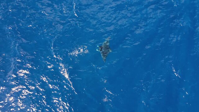 Zenithal drone video of a giant oceanic manta ray swimming alone near the surface of the deep blue sea in Baja California Sur, Mexico.