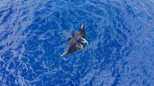 Aerial footage looking straight down at a majestic oceanic manta ray (mobula birostris) cruising through clear blue waters accompanied by remoras in the Pacific Ocean.