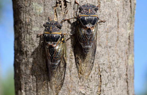 Two cicadas on tree trunk