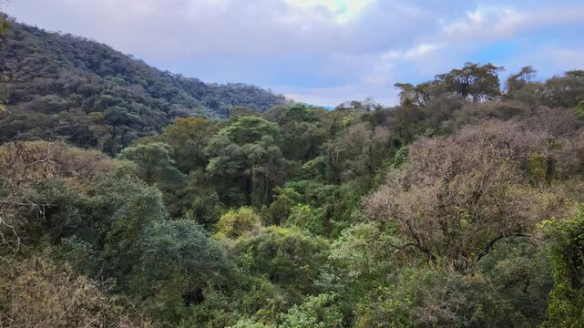 Dense Yungas cloud forest covers steep Andean slopes under a cloudy sky in northwest Argentina, with layered green canopy and rugged hills filling the frame.