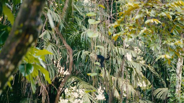 Jungle canopy thick with green leaves and tall trees. Black capuchin monkey moves through dense foliage. It searches for food among tropical plants. Natural behavior captured in untouched environment