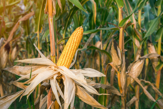 Corn fruit dries on the tree. Corn cobs yellow still on the plants in a farm field.