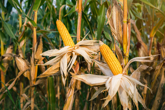 Dried yellow corn cobs still on the stalks in cornfield.