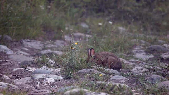 Brown summer long eared Snowshoe hare rabbit mammal eating wildflowers on rocky ground2