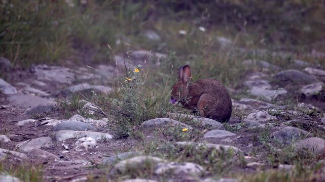 Brown summer long eared Snowshoe hare rabbit mammal eating wildflowers on rocky ground