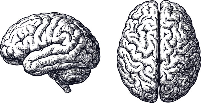 Human brain illustration isolated on transparent background showing anatomical structure in vintage engraved vector style