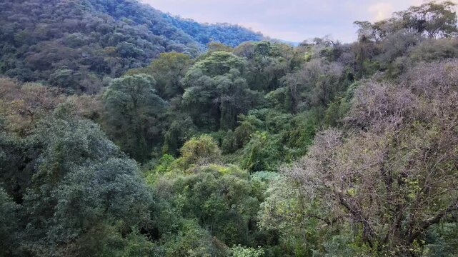 Yungas rainforest trees blanket steep Andean slopes under soft daylight in northwest Argentina, with layers of dense canopy filling the frame for South American nature or climate themes.