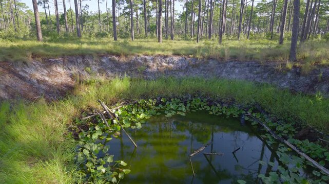 Small forest pond covered in green algae and lily pads surrounded by tall pine trees and grass.