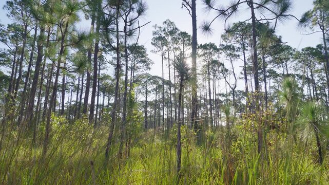Tall wiregrass meadow beneath a row of slender pine trees under a hazy overcast sky.
