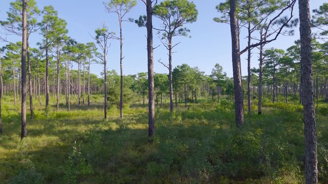 Open pine savanna with tall longleaf pine trunks rising above a green grassy understory under blue sky.