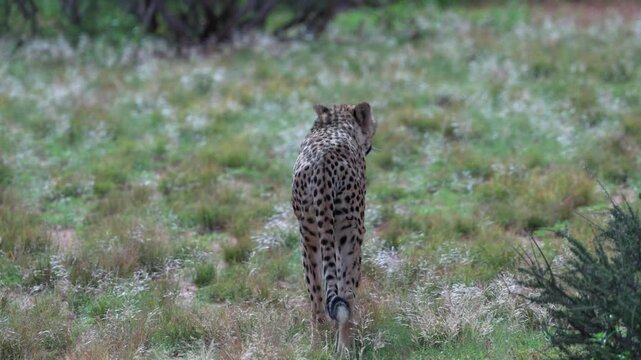 ナミビアの草原を歩き去るチーター、後ろ姿を追う野生動物の記録映像（Cheetah Walking Away in Namibia Grassland）