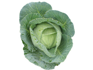 Fototapeta premium head of cabbage