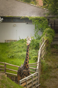 Giraffe looking directly at the camera while standing in a green outdoor zoo enclosure.