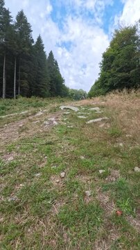 trail in the forest