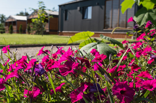 Modern garden cottage surrounded by green lawn and vibrant pink flowers, with gravel pathway and ornamental planting creating colorful landscaped outdoor space