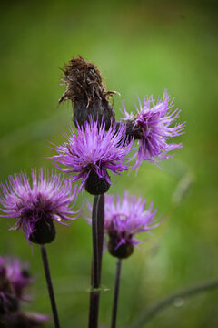 Close-up of purple thistle flowers in bloom against a soft green background.