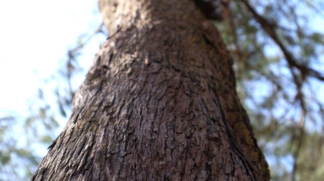 Dark silhouette shadow of bare tree branches cast over dry fallen pine needles covering the ground in bright sunlight.