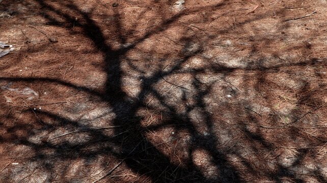 Dark silhouette shadow of tree branches cast over dry fallen pine needles covering the ground in bright sunlight.