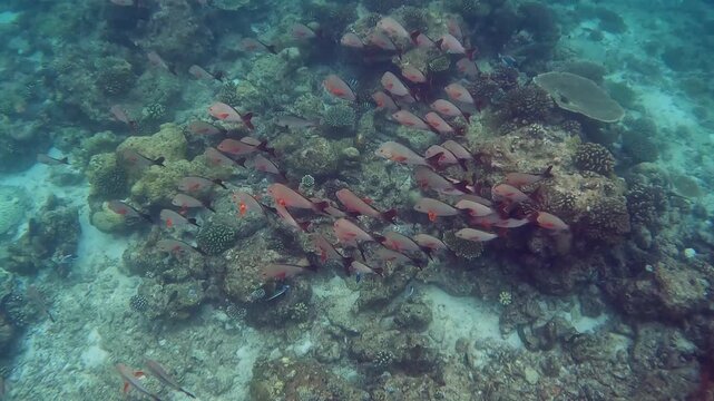 Swarm of northern red snapper swimming above the corals near Ellaidhoo island in the Maldives