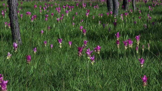 A purple Siam tulip blooming naturally in a forest landscape, surrounded by green vegetation and wild plants.