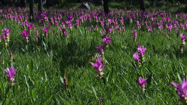 A purple Siam tulip blooming naturally in a forest landscape, surrounded by green vegetation and wild plants.
