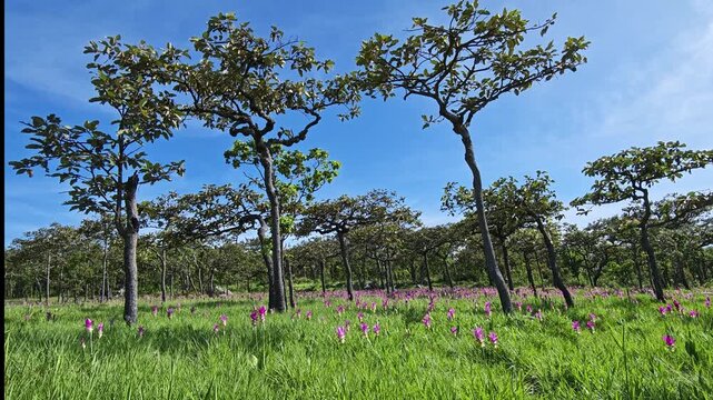 A purple Siam tulip blooming naturally in a forest landscape, surrounded by green vegetation and wild plants.