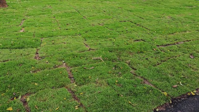 A newly planted grass lawn covering an open field, showing fresh green growth and ongoing landscape development.