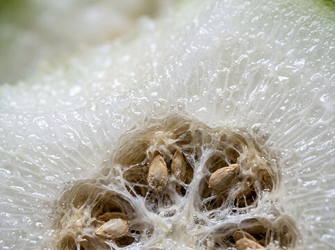 Extreme close up of the fibrous interior and seeds of a winter melon.