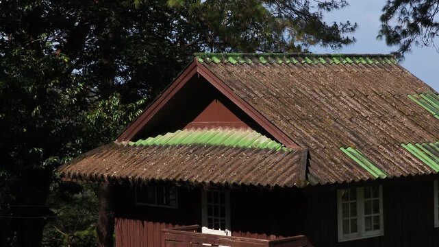  house rooftop surrounded by tall pine trees in the highlands of Northern Thailand.