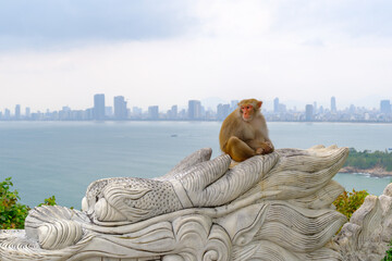 Monkey sitting on dragon sculpture at Linh Ung Temple with Da Nang city skyline © oleksandr.info