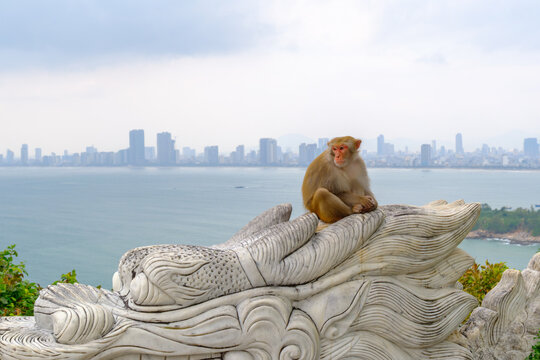 Monkey sitting on dragon sculpture at Linh Ung Temple with Da Nang city skyline