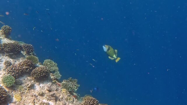 Titan triggerfish swimming parallel to the ridge of a coral near Ellaidhoo island in the Maldives