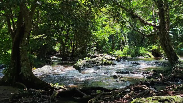 Shady jungle stream flowing smoothly over natural rocks and stones.