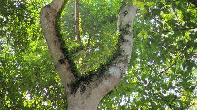 A beautiful orchid growing naturally on the trunk of a tall tree, surrounded by lush green foliage in a forest environment.
