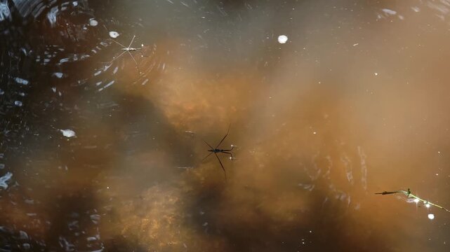  Water strider insect walking on the calm surface of a pond.