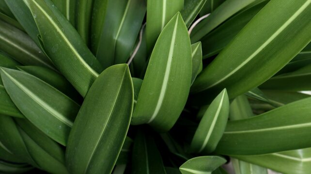 Close-up of lush green lanceolate leaves with prominent pale central midribs growing in an ornamental garden.
