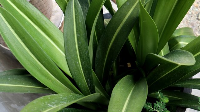 Close-up of lush green lanceolate leaves with prominent pale central midribs growing in an ornamental garden.