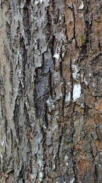 Extreme close-up of tree bark texture, natural wooden background.
