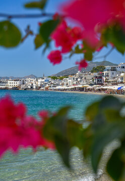 Coastal Waterfront and Beach Framed by Vibrant Pink Bougainvillea in Bodrum, Turkey