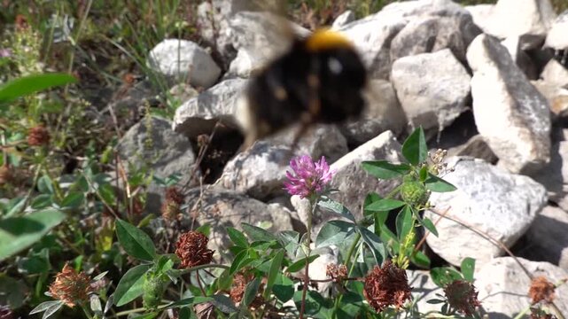 A bumblebee on a flower is sipping nectar and collecting pollen.