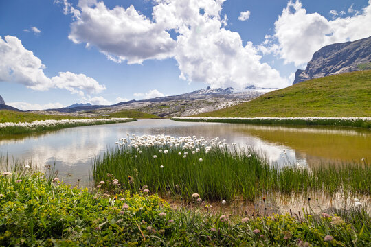 Linaigrette blanches dans un &eacute;tang au Sanetsch, Suisse