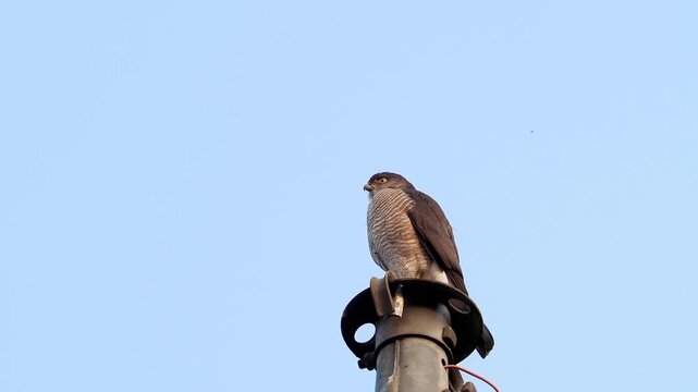Alert bird of prey raptor perching on an urban metal pole scanning for prey against a clear blue sky background with copy space.