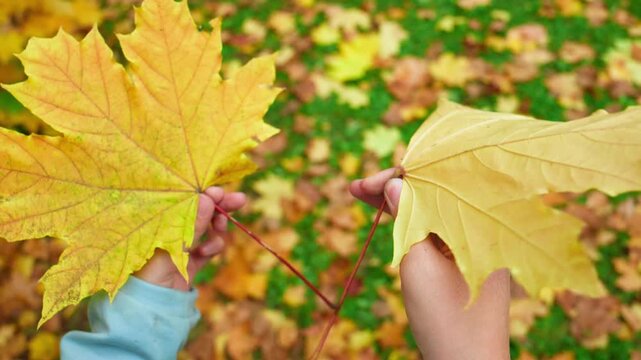Two hands hold large maple leaves in autumn forest. Leaves show vibrant yellow tones. Background blurred with fallen foliage. Peaceful, gentle moment captures nature's beauty