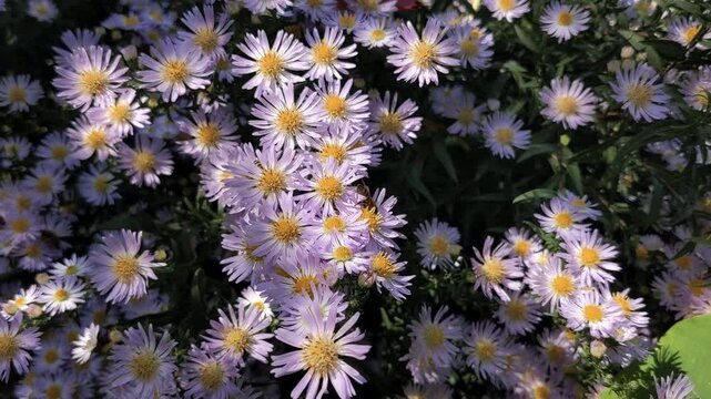 Dense cluster of beautiful light purple aster flowers with vibrant yellow centers blooming in a garden, capturing natural beauty of autumn flora